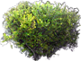 Chryzobalanus jadalny